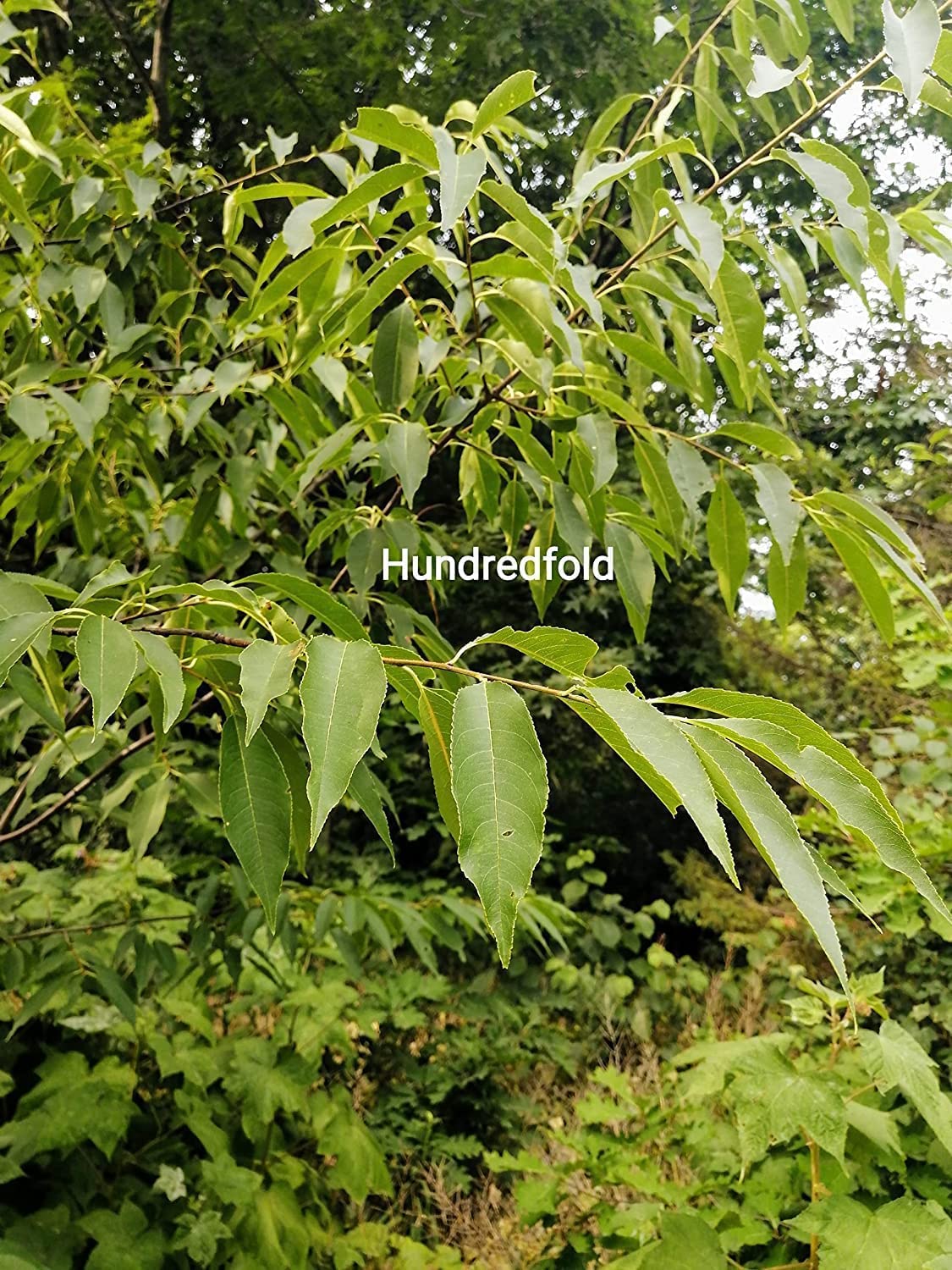 Hundredfold Black Cherry Tree 10 Seeds - Prunus serotina Canada Native Wild Black Cherry Rum Cherry, Producing Nice Fall Colors & Valuable Wood