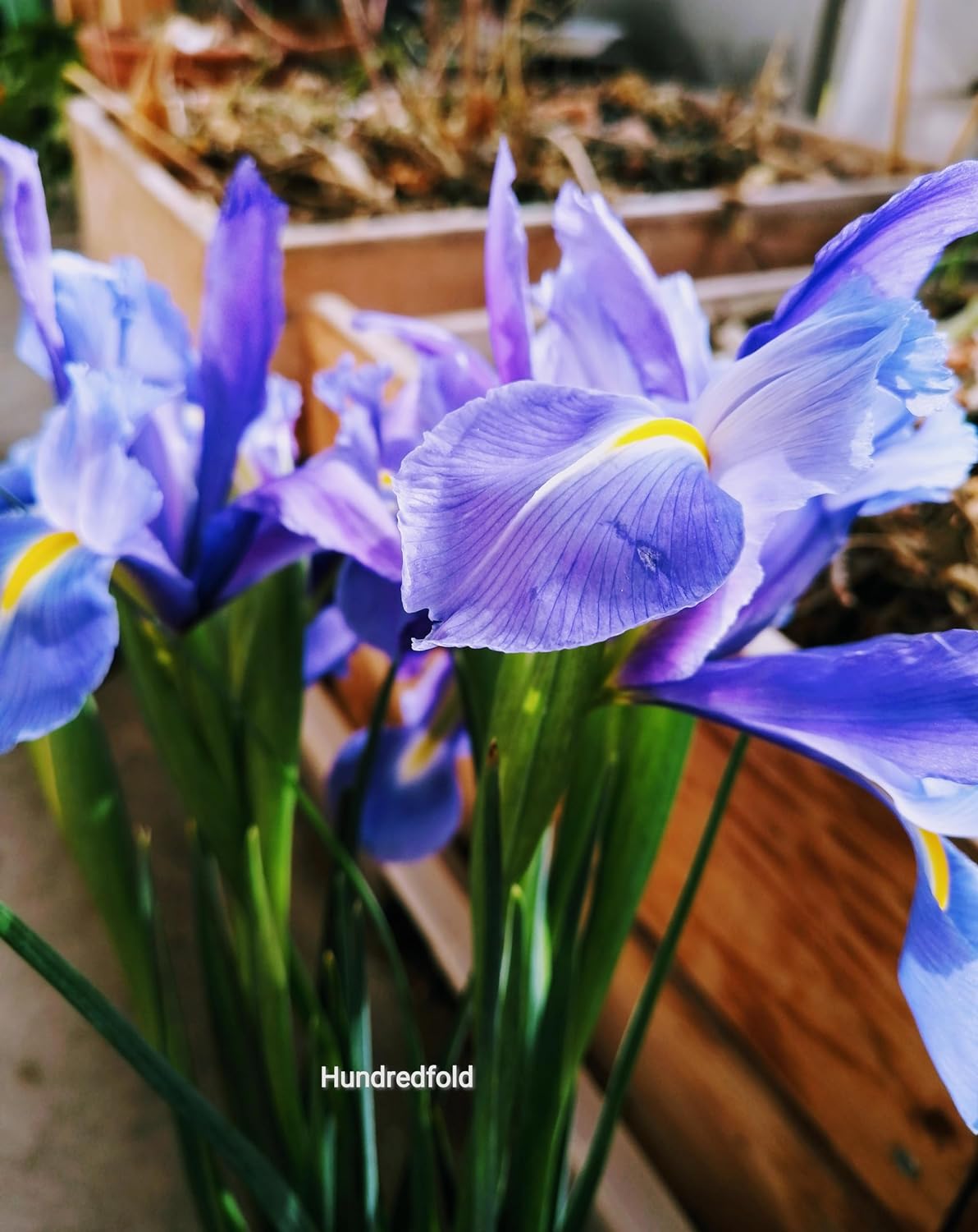 Hundredfold 20 Blue Flag Iris Wildflower Seeds – Iris versicolor Canada Native Flower, Large Blue Iris, Northern Blueflag, Excellent for Ponds and Bogs, Flower Beds and Borders