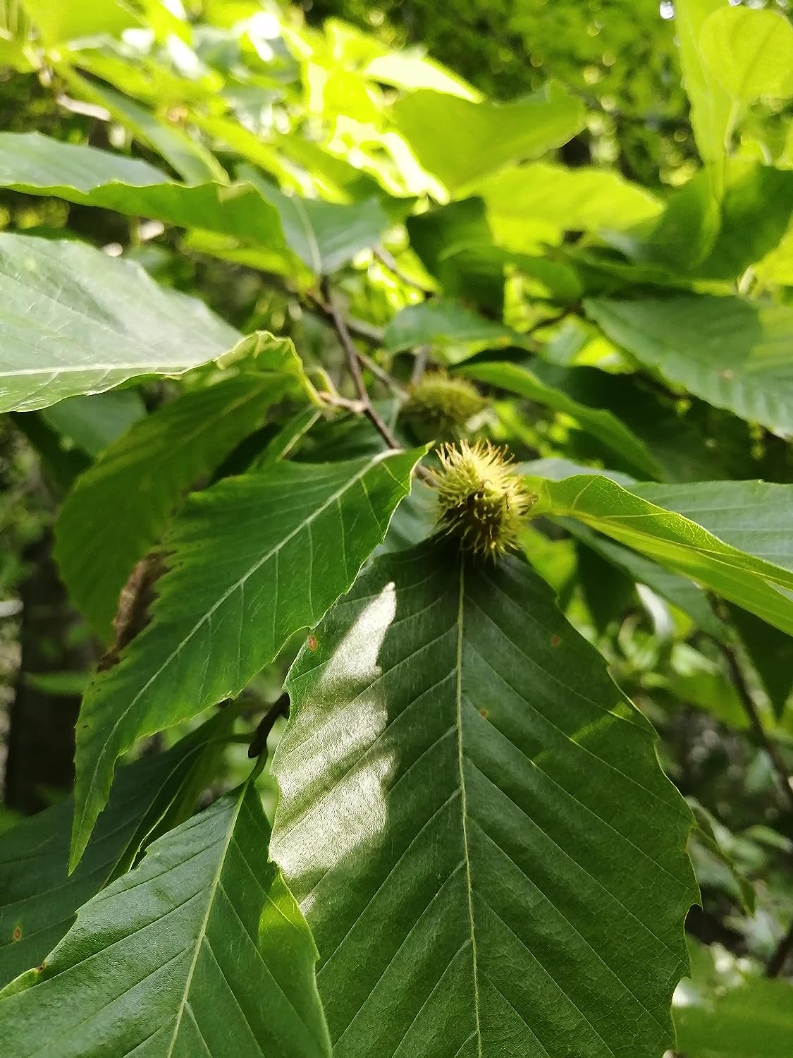 Hundredfold American Beech 5 Seeds - Fagus grandifolia Canada Native Nut Tree Red Beech, Love-lived Shade Tree with Edible Nuts