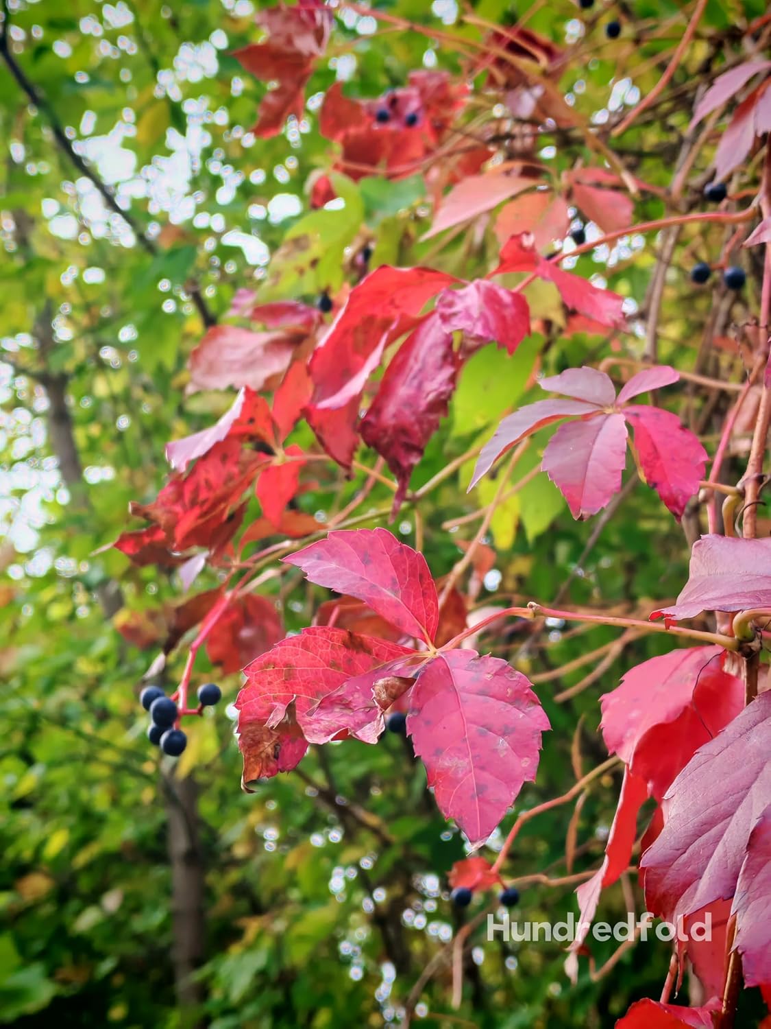 10 graines de vigne vierge Parthenocissus inserta Chèvrefeuille, vigne grimpante indigène du Canada