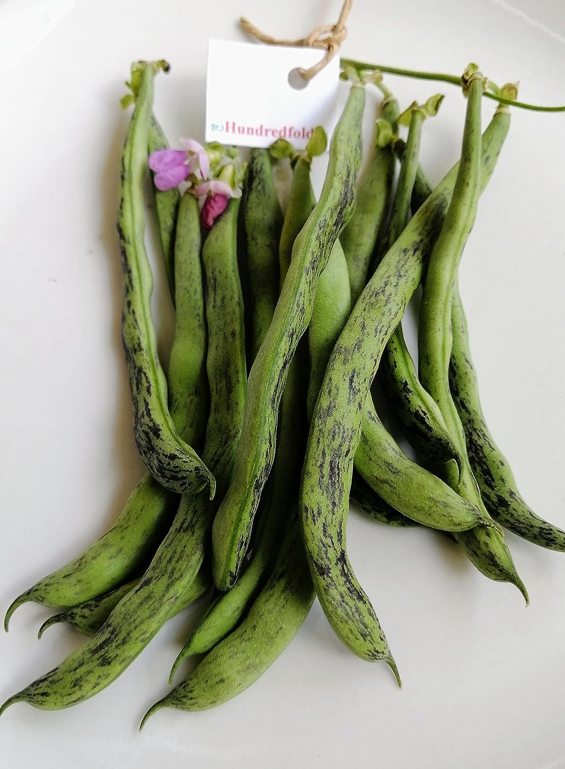 Haricot grimpant à sonnettes Hundredfold 30 graines de légumes - Haricot vert croquant à sonnettes sans OGM