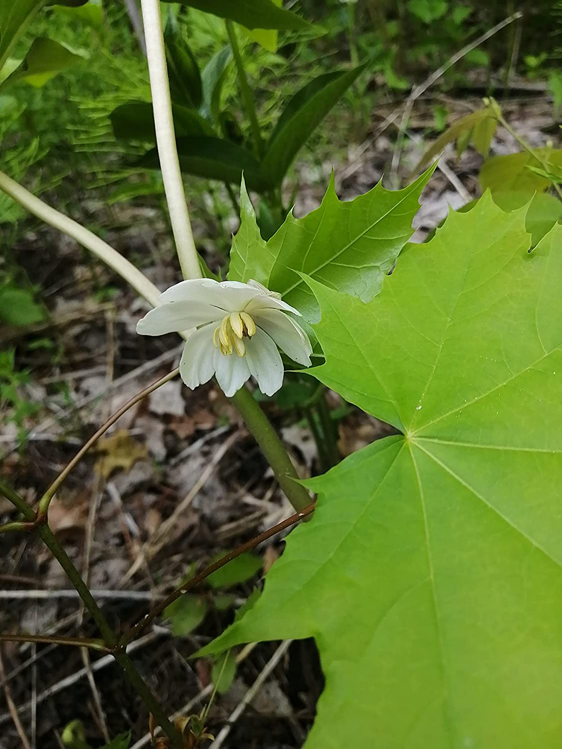 Mayapple plant growing in shaded woodland garden - Deer-resistant groundcover
