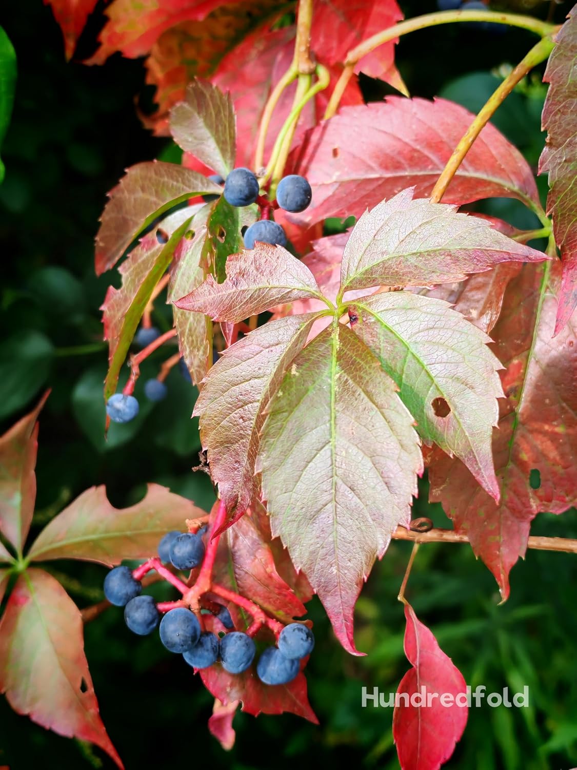10 graines de vigne vierge Parthenocissus inserta Chèvrefeuille, vigne grimpante indigène du Canada