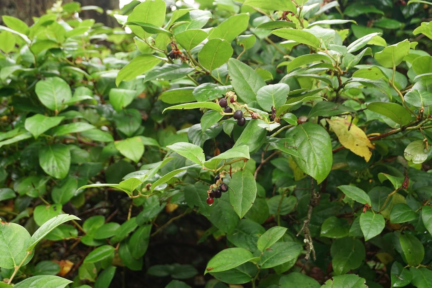 Graines de fruits de Salal au centuple 20 - Gaultheria Shallon Arbuste forestier indigène de la Colombie-Britannique, Super aliment