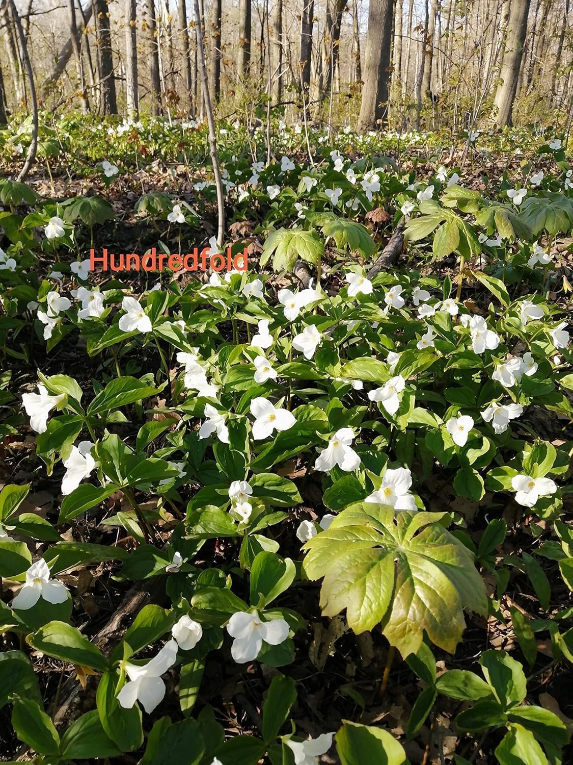 Hundredfold Sugar Maple Tree Seeds (100) – Acer Saccharum | Canada Native Hard Maple for Reforestation, Ecological Restoration & Habitat Projects | Cold-Hardy, Non-GMO