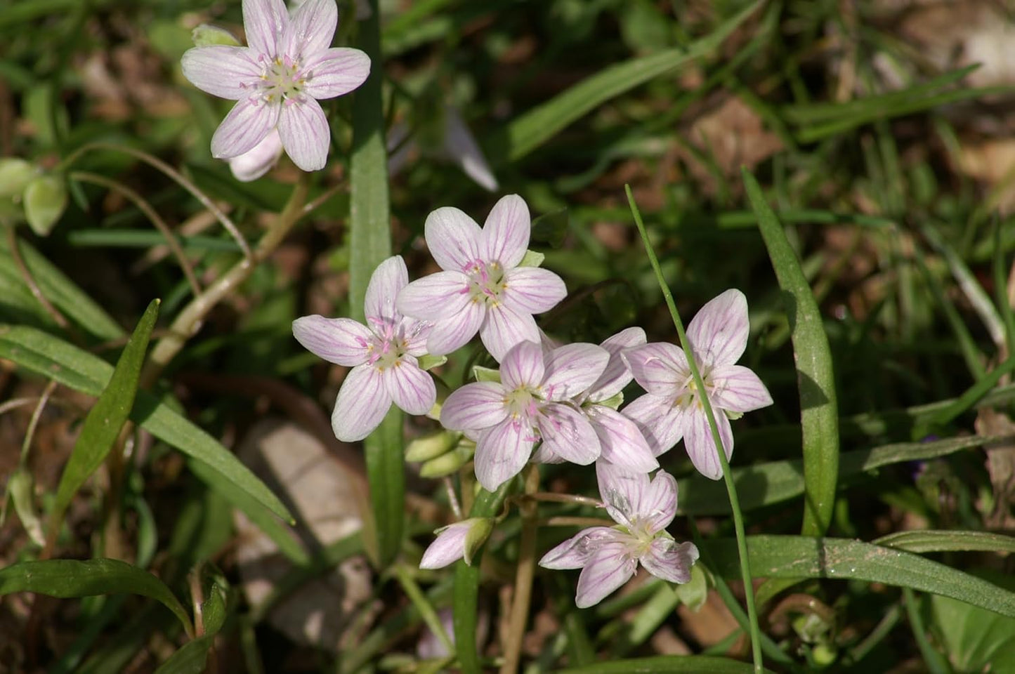 Virginia Springbeauty 50 Wildflower Seeds - Claytonia virginica Spring Beauty Canada USA Native Woodland Perennial, Produce Edible Tuber, Grass Like Leaves, Lawn Friendly