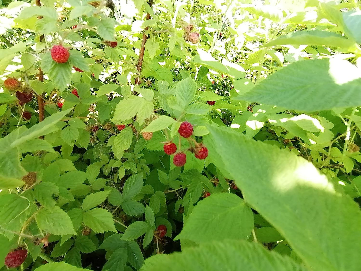 Hundredfold Wild Red Raspberry 20 Seeds - Rubus idaeus Canada Native Fruit Shrub Bramble, Ontario Grown