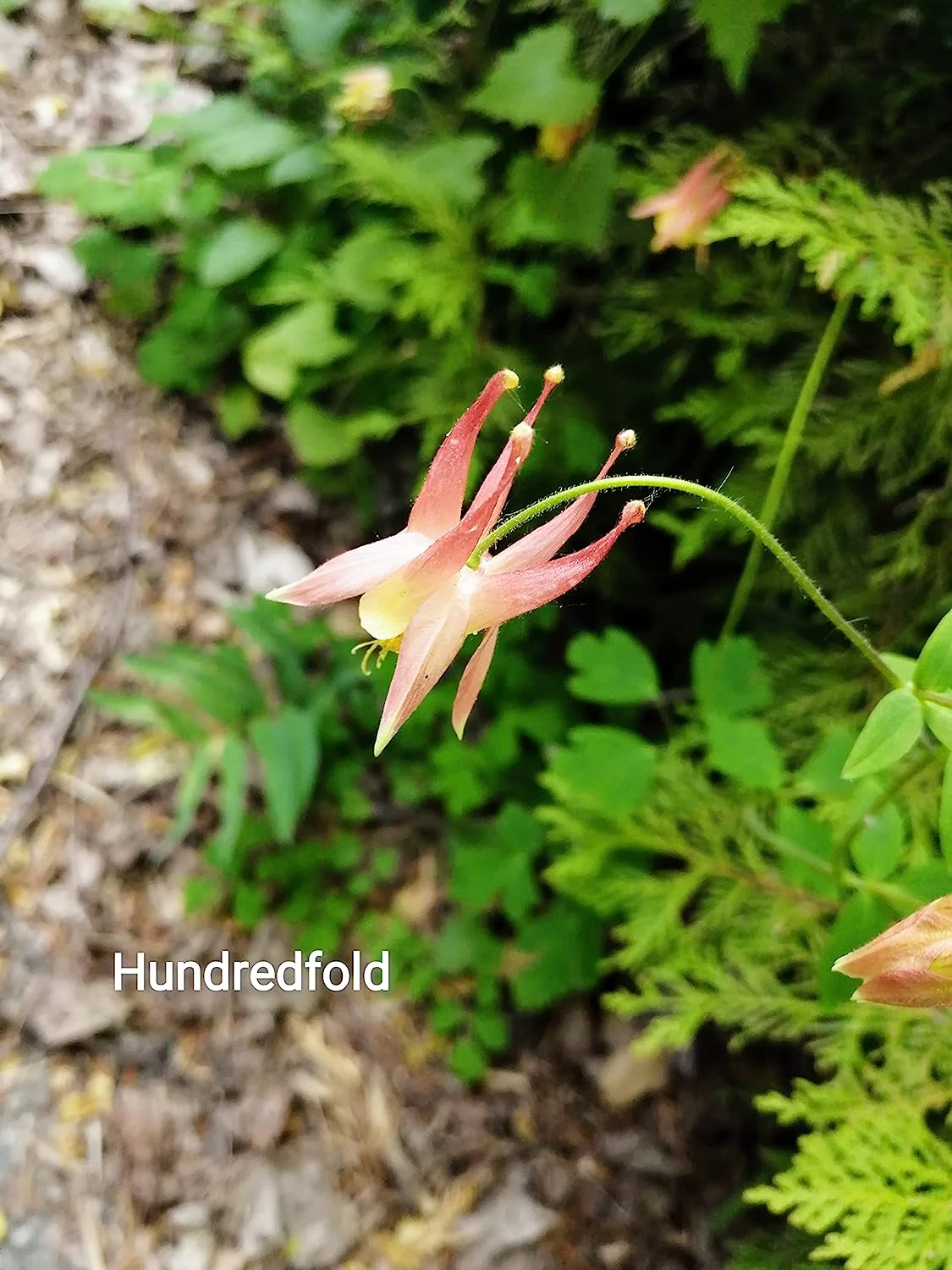 Ancolie rouge sauvage 100 graines - Aquilegia Canadensis Ancolie canadienne, fleur indigène du Canada et des États-Unis, attire les colibris, les abeilles et les papillons