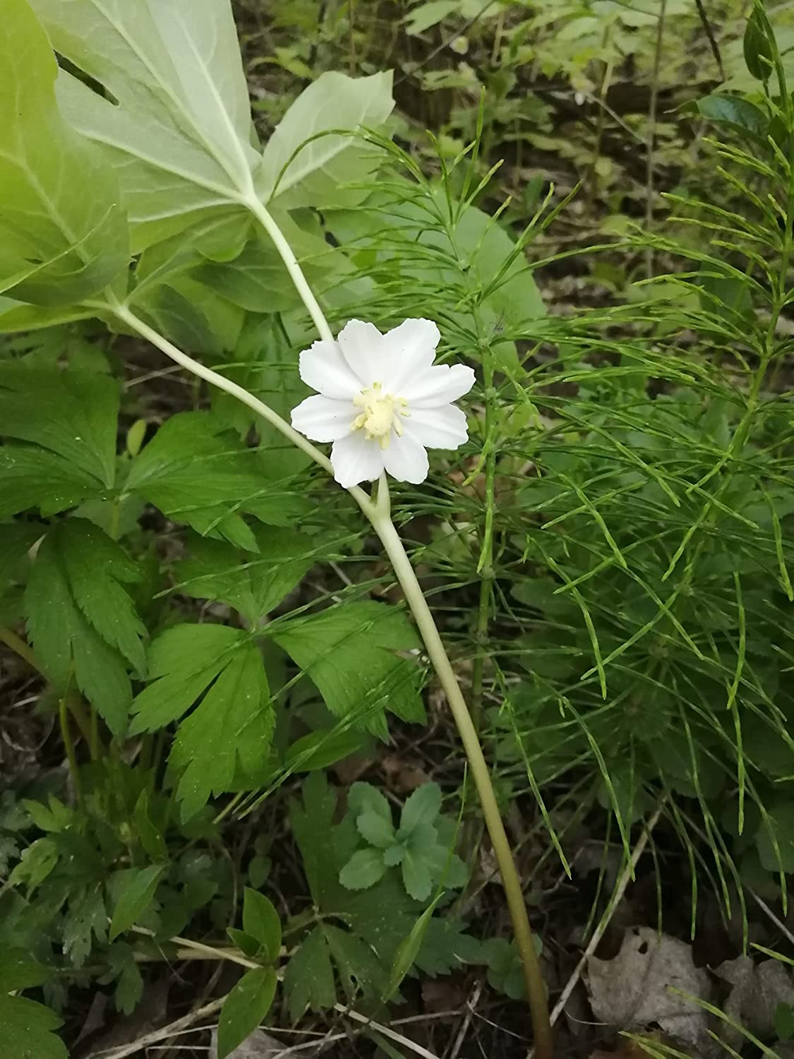 Mayapple Seeds - Podophyllum peltatum (5 Seeds) | Native Canadian Wildflower Shade Groundcover for Woodland Gardens - Hundredfold