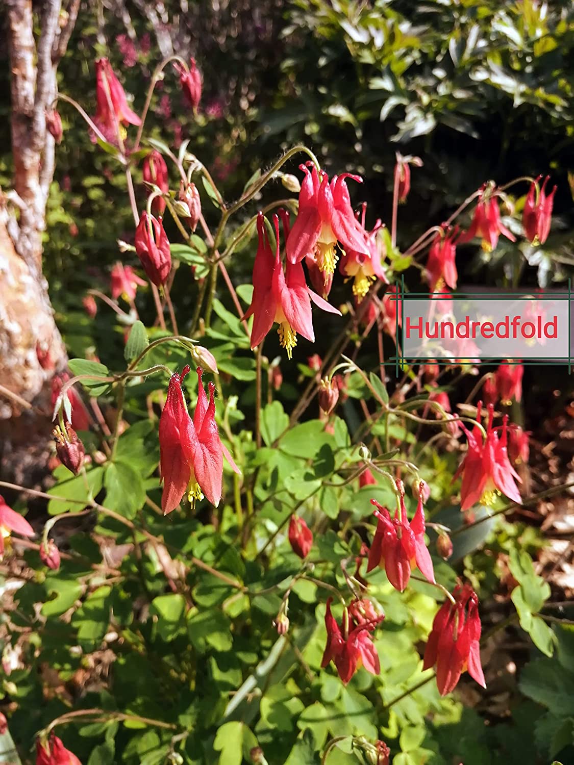 Ancolie rouge sauvage 100 graines - Aquilegia Canadensis Ancolie canadienne, fleur indigène du Canada et des États-Unis, attire les colibris, les abeilles et les papillons