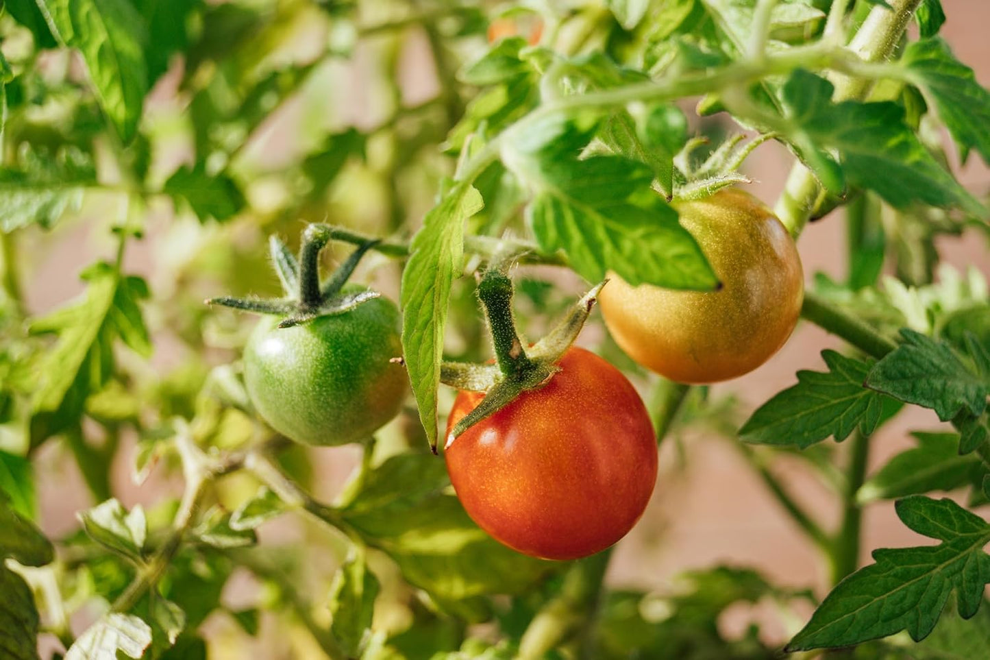 Hundredfold 50 Sweetie Cherry Tomato Seeds – Non-GMO Vegetable, Suited for Container and Small Space, Sweet Fruits Perfect for Salad, Juicing and Preserves