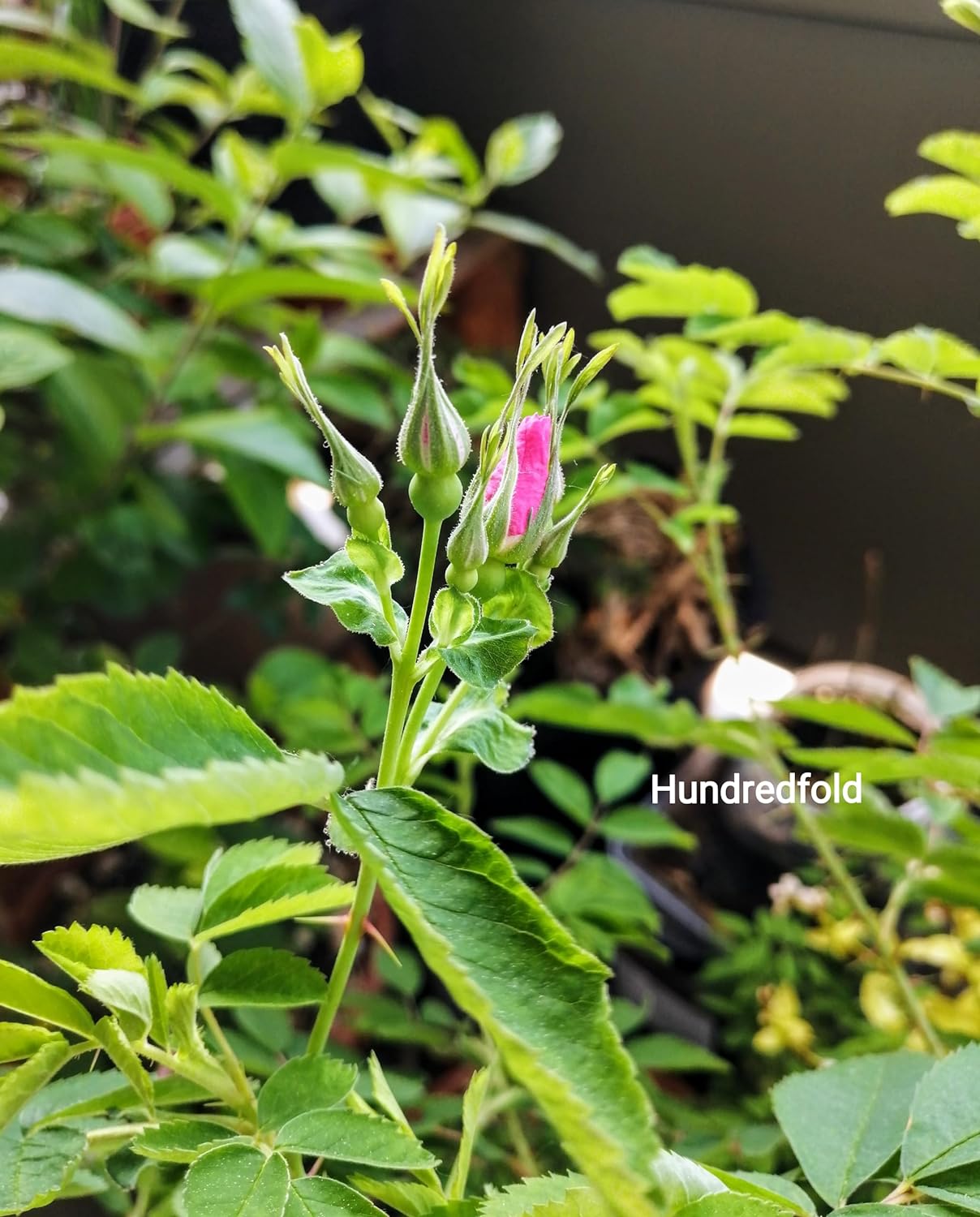 Rosier sauvage de l'Alberta (épineux) 1 bouture - Rosa acicularis Fleur sauvage indigène du Canada Racines nues Racines nues Une petite plante vivante (sans pot), produit des pousses de roses comestibles pour le thé et la confiture