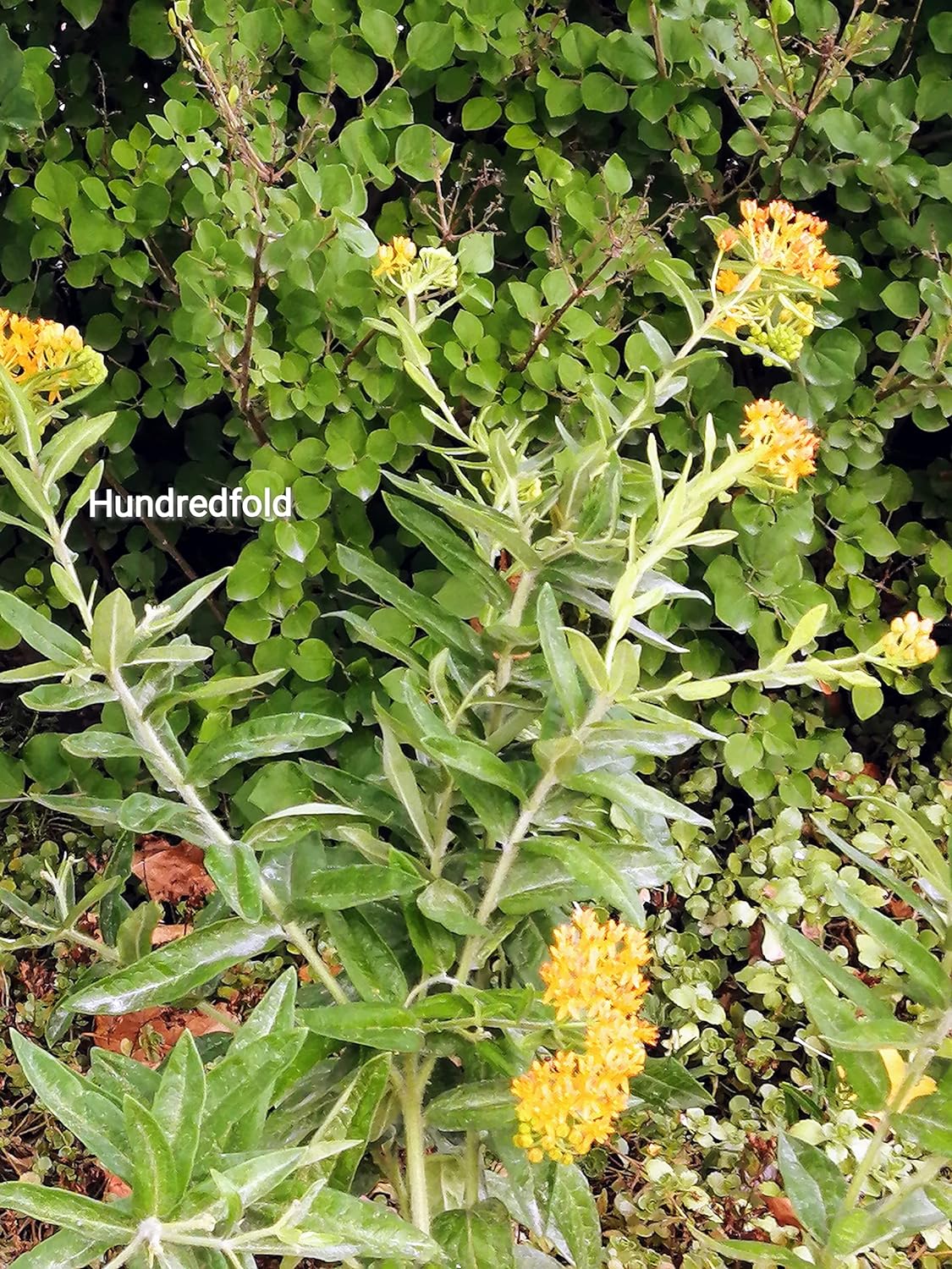 Asclépiade tubéreuse au centuple 50 graines de fleurs – Asclepias tuberosa, racine de pleurésie d'asclépiade orange indigène des États-Unis et du Canada, plante hôte des larves de papillon monarque