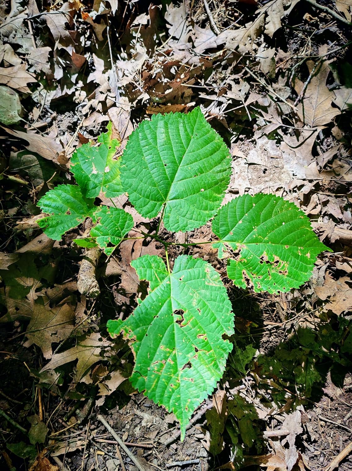 American Basswood 10 Seeds by Hundredfold - Tilia Americana, Native Shade Tree, Fragrant Bee Tree, Hard to Germinate – Patience Required