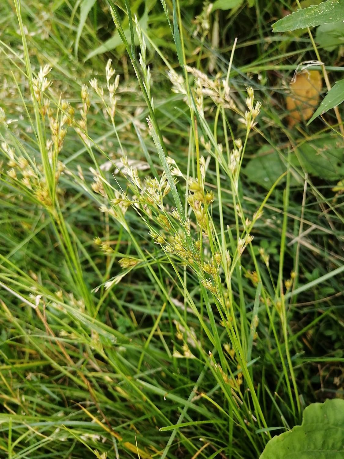 Juncus Tenuis - Graines de 1 gramme - Herbe indigène du Canada à haute valeur faunique, tolère la circulation piétonnière, excellente pour les sentiers et les allées