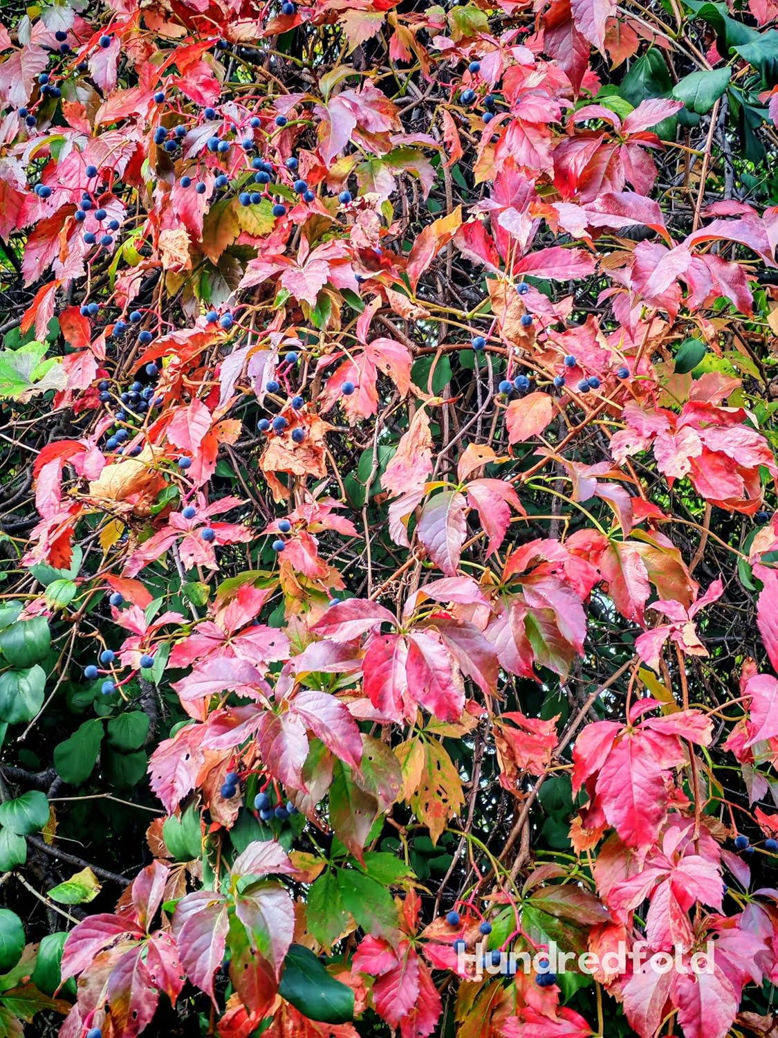 10 graines de vigne vierge Parthenocissus inserta Chèvrefeuille, vigne grimpante indigène du Canada