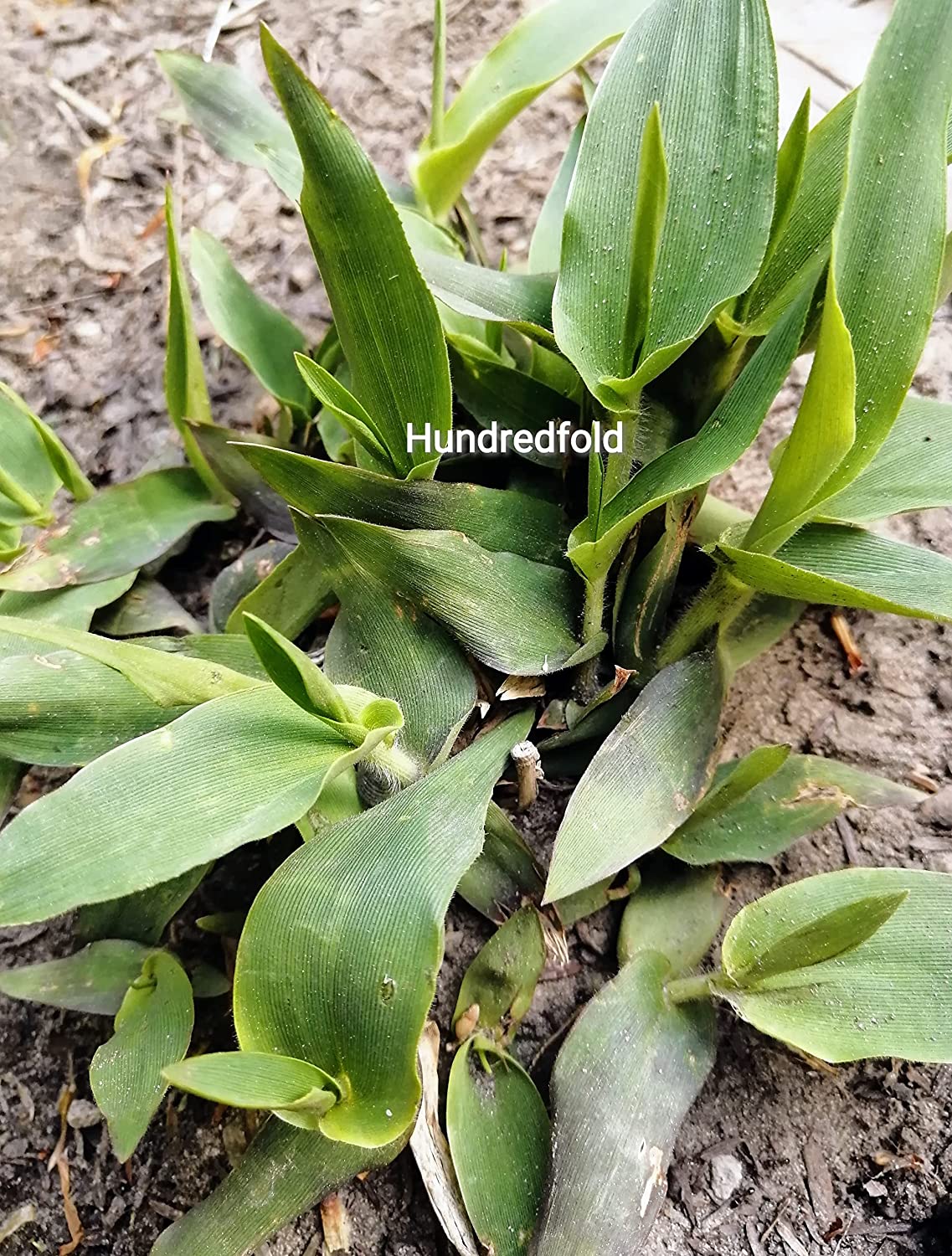 Herbe à langue de cerf 500 graines, Dichanthelium clandestinum, herbe indigène de l'Ontario, excellente pour la couverture du sol, la restauration et le contrôle de l'érosion