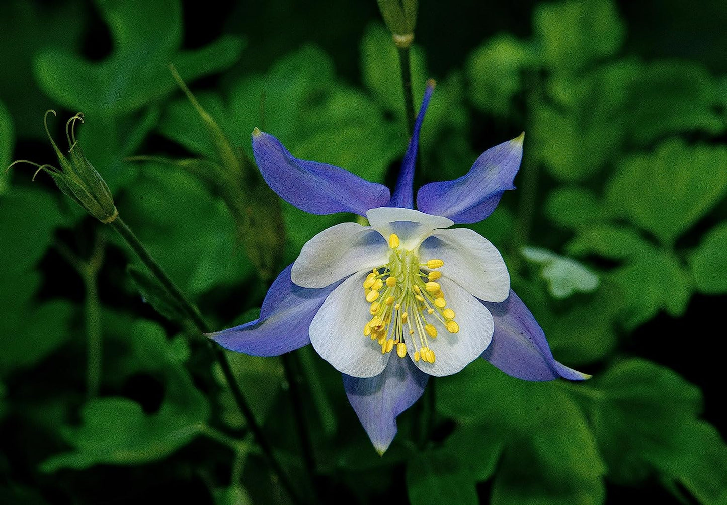 Ancolie bleue des montagnes Rocheuses au centuple 100 graines - Aquilegia caerulea Ancolie bleue des Alpes Fleur sauvage indigène de l'Ouest canadien Fleur sauvage