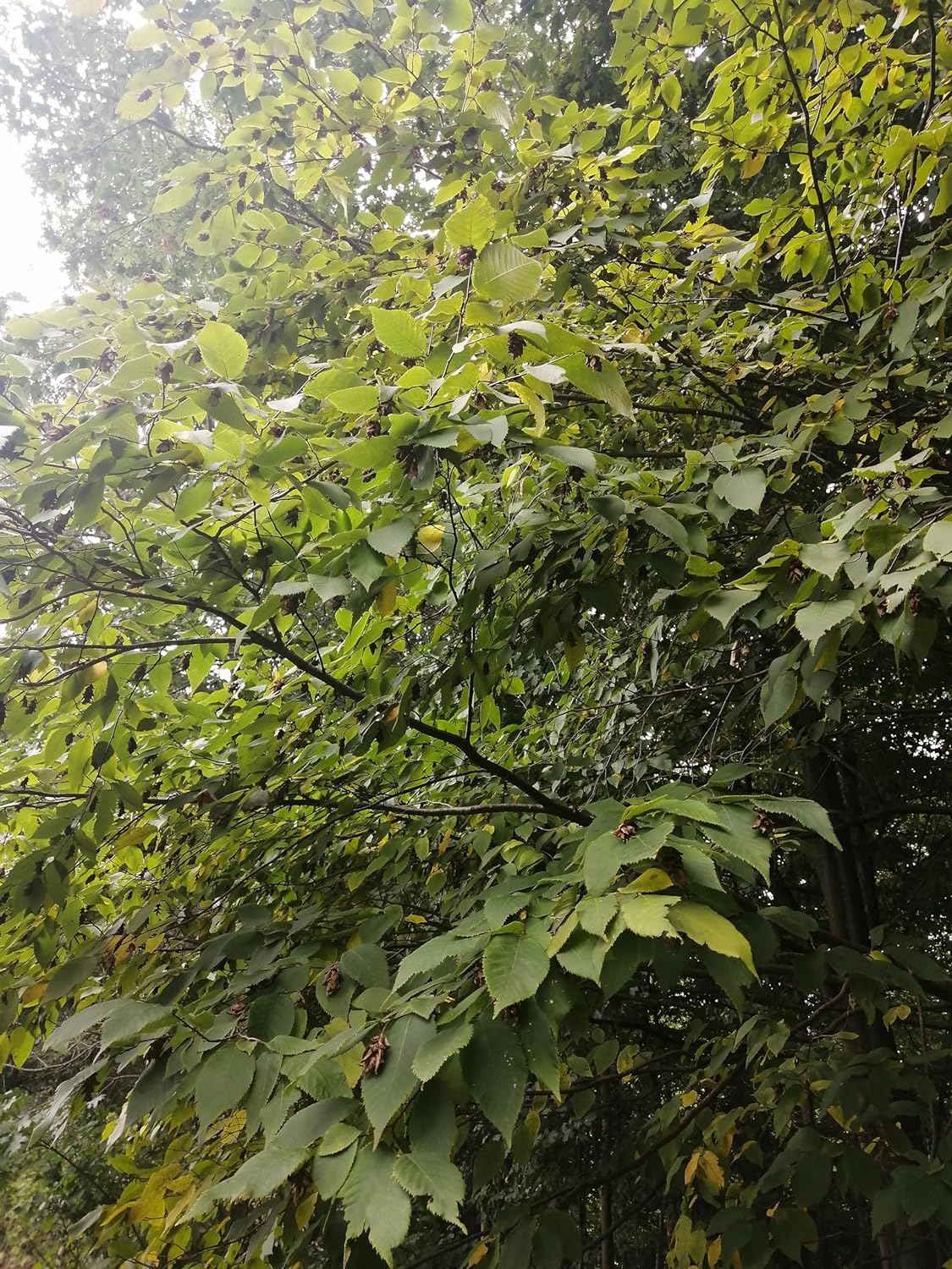 Hundredfold 10 Ironwood Tree Seeds - Ostrya virginiana Eastern Hop-Hornbeam Hophornbeam, Roughbark Ironwood Canada Native Tree, Excellent Firewood