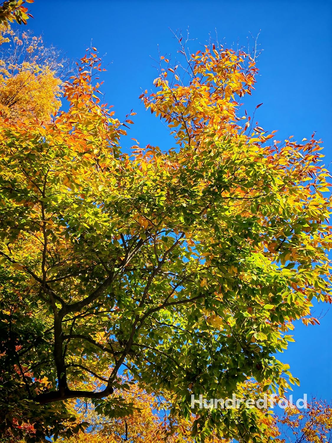 Hundredfold American Beech 5 Seeds - Fagus grandifolia Canada Native Nut Tree Red Beech, Love-lived Shade Tree with Edible Nuts