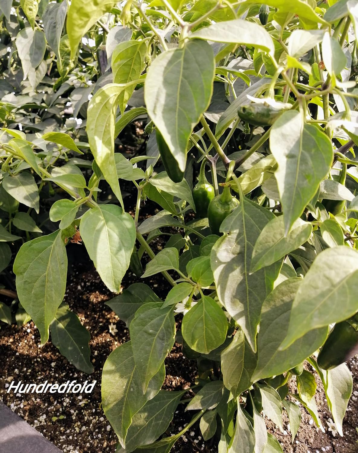 Piment Jalapeno précoce 50 graines de légumes - Capsicum annuum, piment mexicain pour salsa