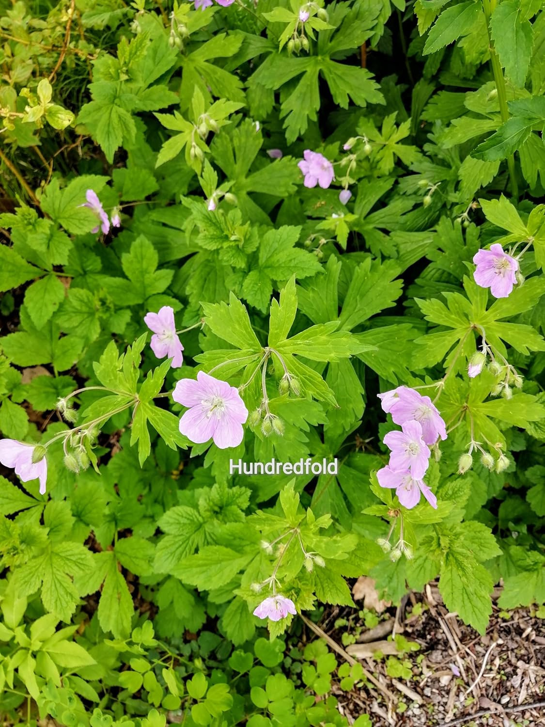 Hundredfold Wild Geranium 10 Flower Seeds - Geranium maculatum Cranesbill, North America Northeast Native Woodland Perennial Wildflower