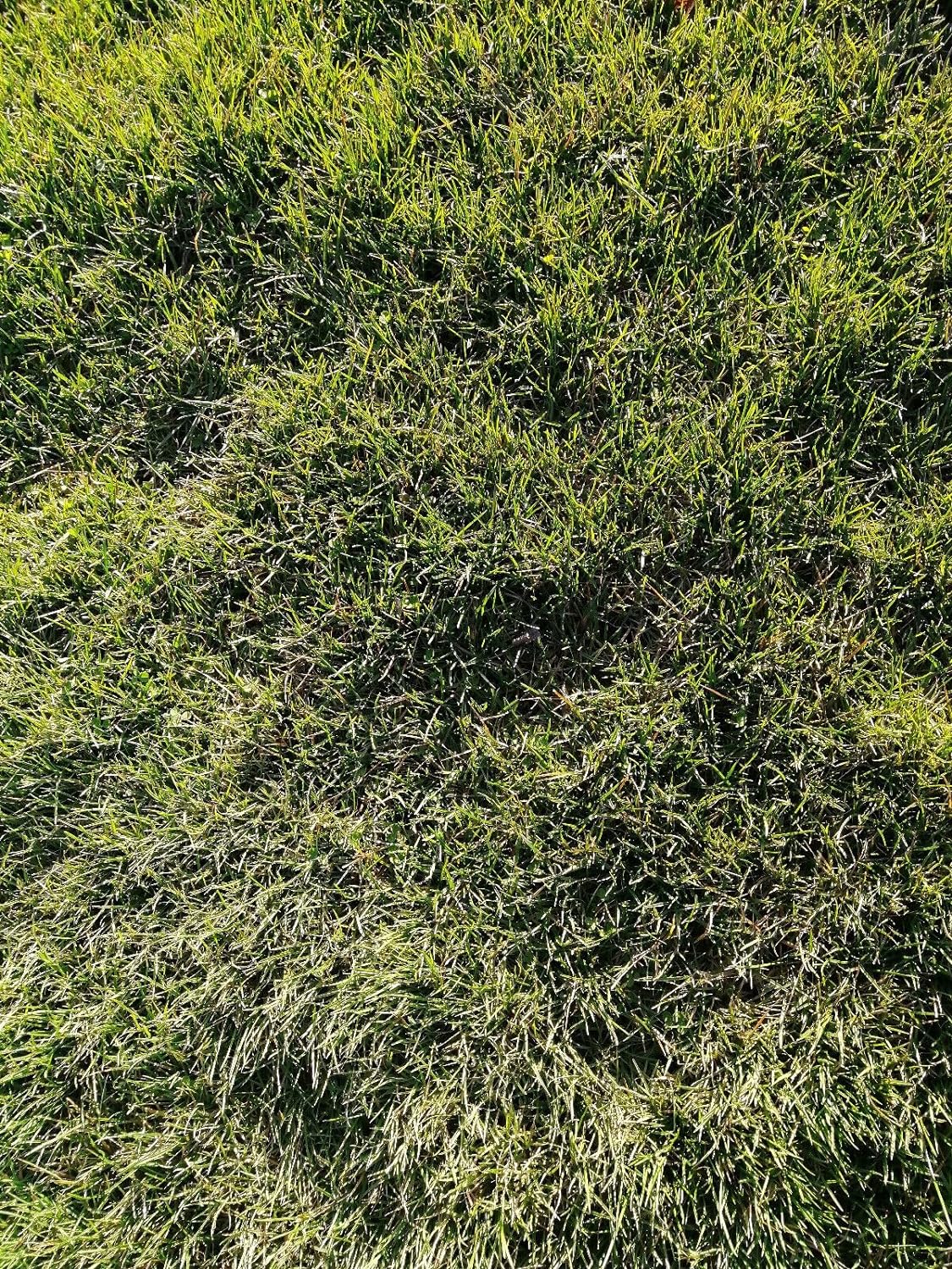 Hundredfold 1 oz(29g) of Sheep Fescue Grass Seeds - Festuca ovina Fine Fescue for Water-Wise, No-Mow, & Low-Maintenance Lawn, Pure Seeds No Filler