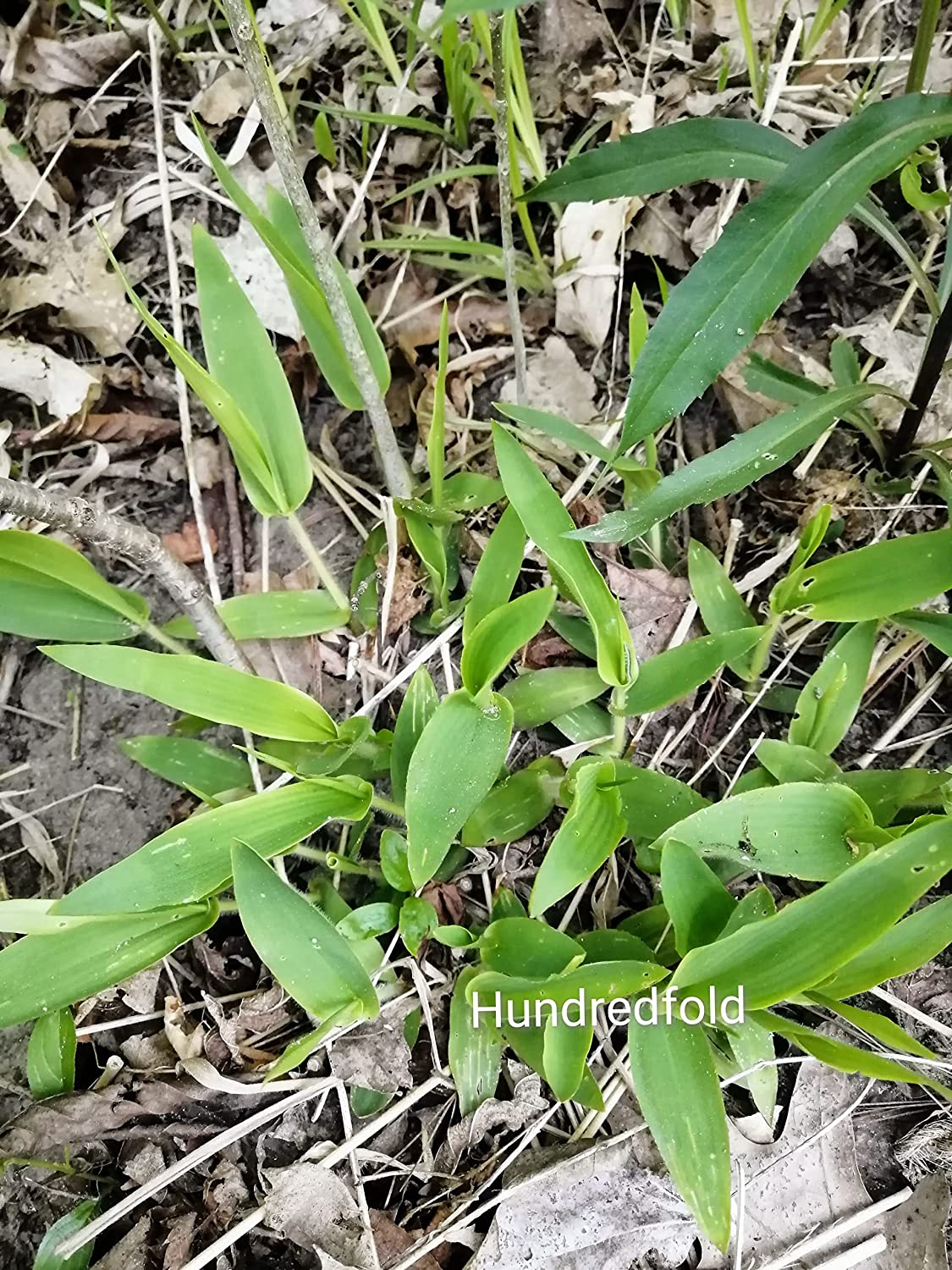 Herbe à langue de cerf 500 graines, Dichanthelium clandestinum, herbe indigène de l'Ontario, excellente pour la couverture du sol, la restauration et le contrôle de l'érosion