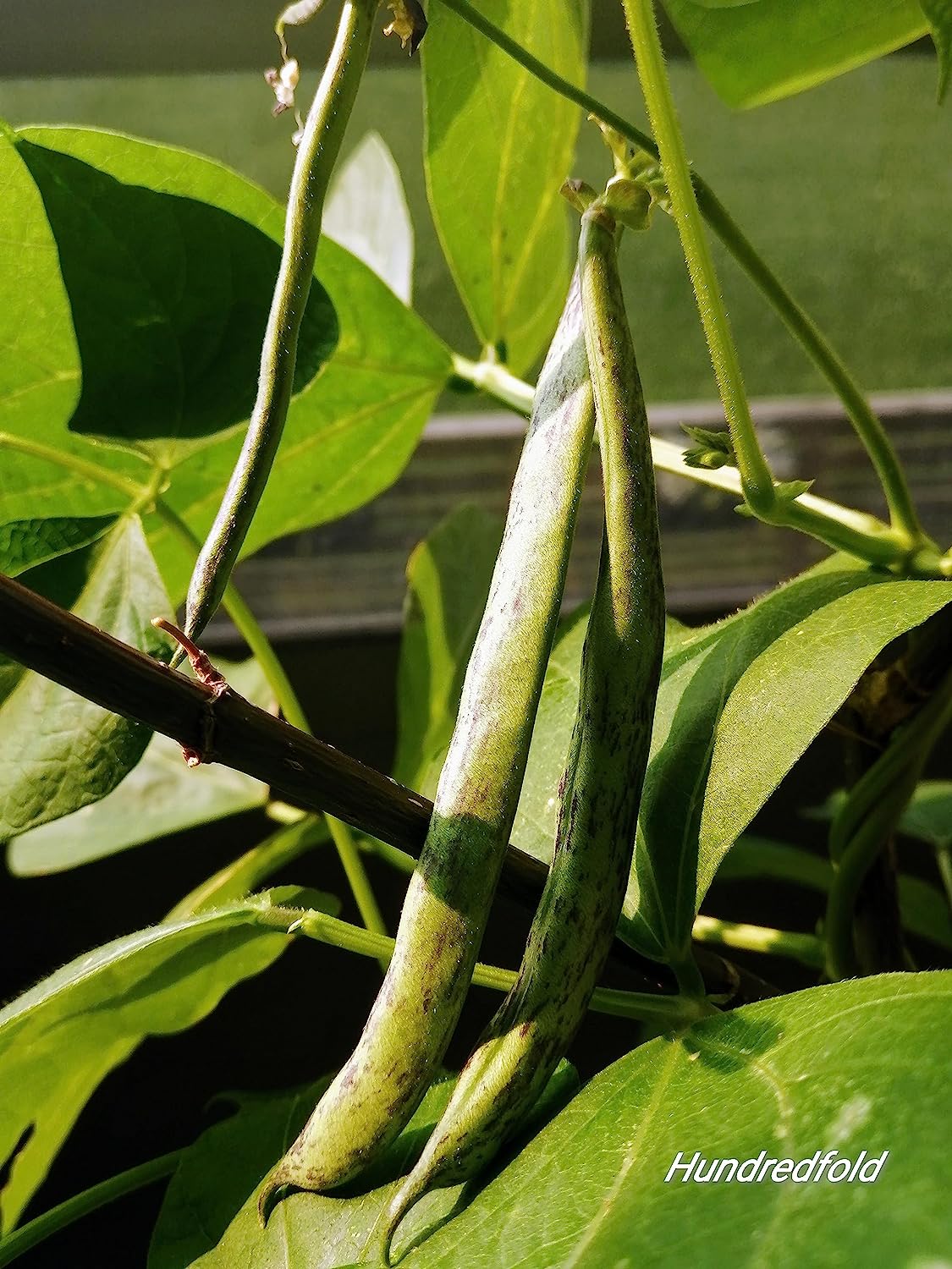 Haricot grimpant à sonnettes Hundredfold 30 graines de légumes - Haricot vert croquant à sonnettes sans OGM