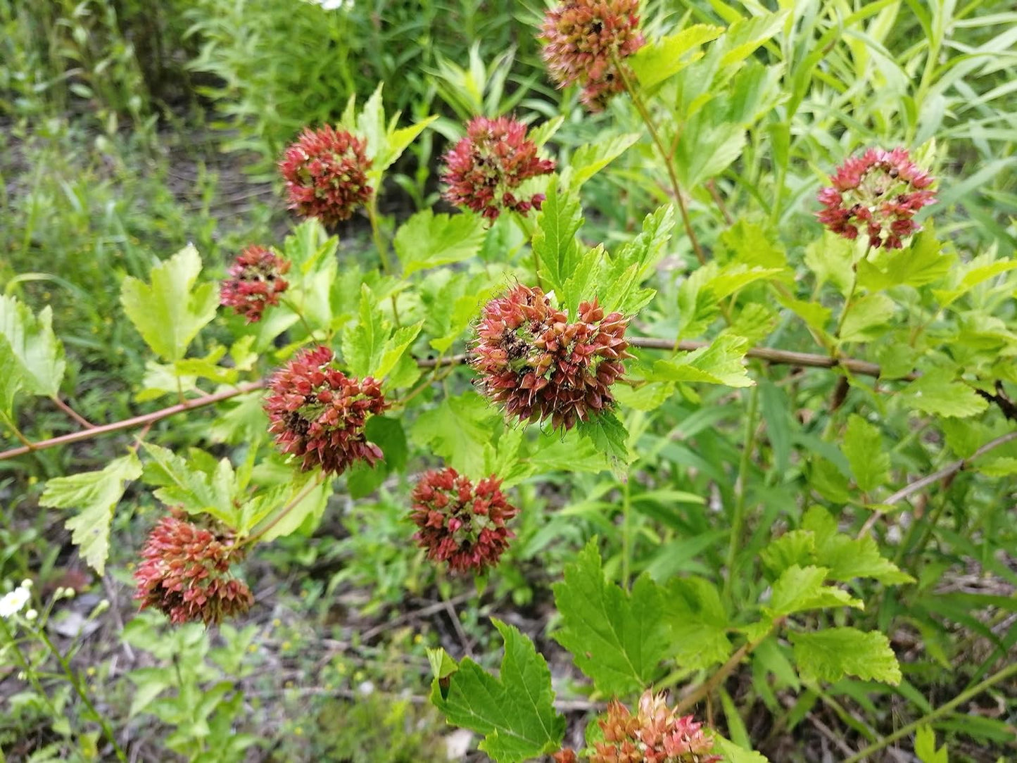 Common Ninebark 30 Seeds - Physocarpus opulifolius North America Native Shrub Low-Maintenance Landscaping Bush