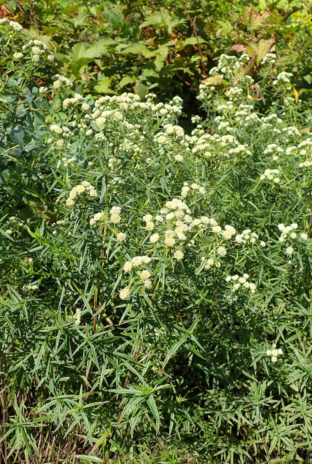 Mountain Mint 100 Herb Seeds - Pycnanthemum virginianum Canada Native Perennial Wildflower, Highly Attractive to Bees &Butterflies, Pollinator Garden Staple