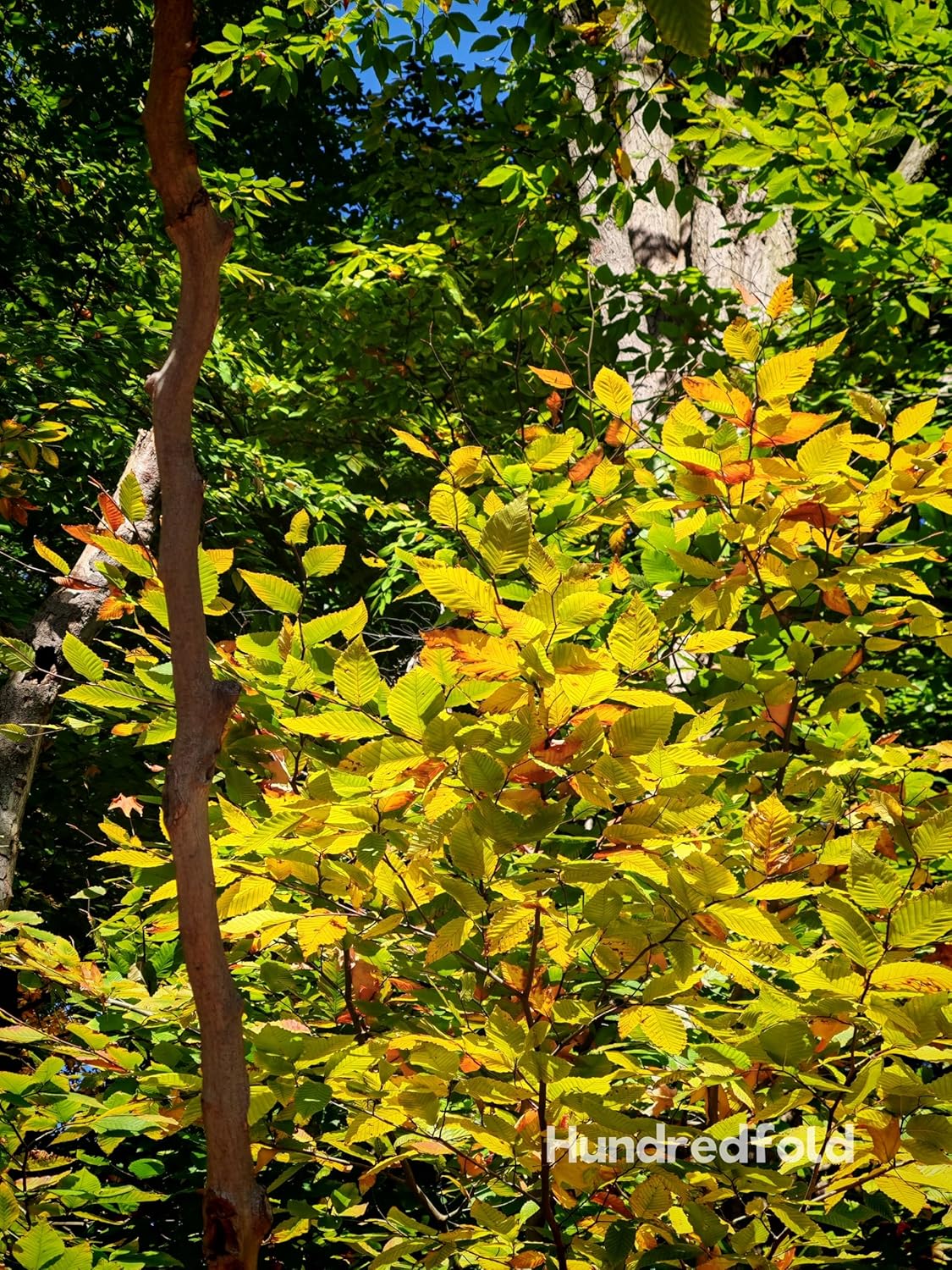 Hundredfold American Beech 5 Seeds - Fagus grandifolia Canada Native Nut Tree Red Beech, Love-lived Shade Tree with Edible Nuts