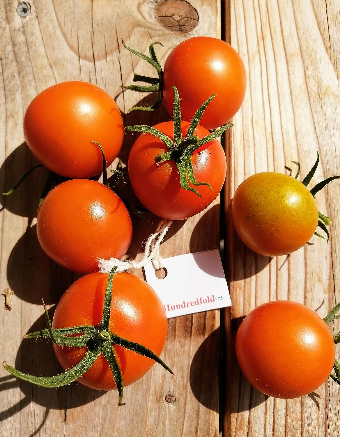 30 graines de tomates Jaune Flamme Slicer au centuple – Tomate à salade française sans OGM, très productive