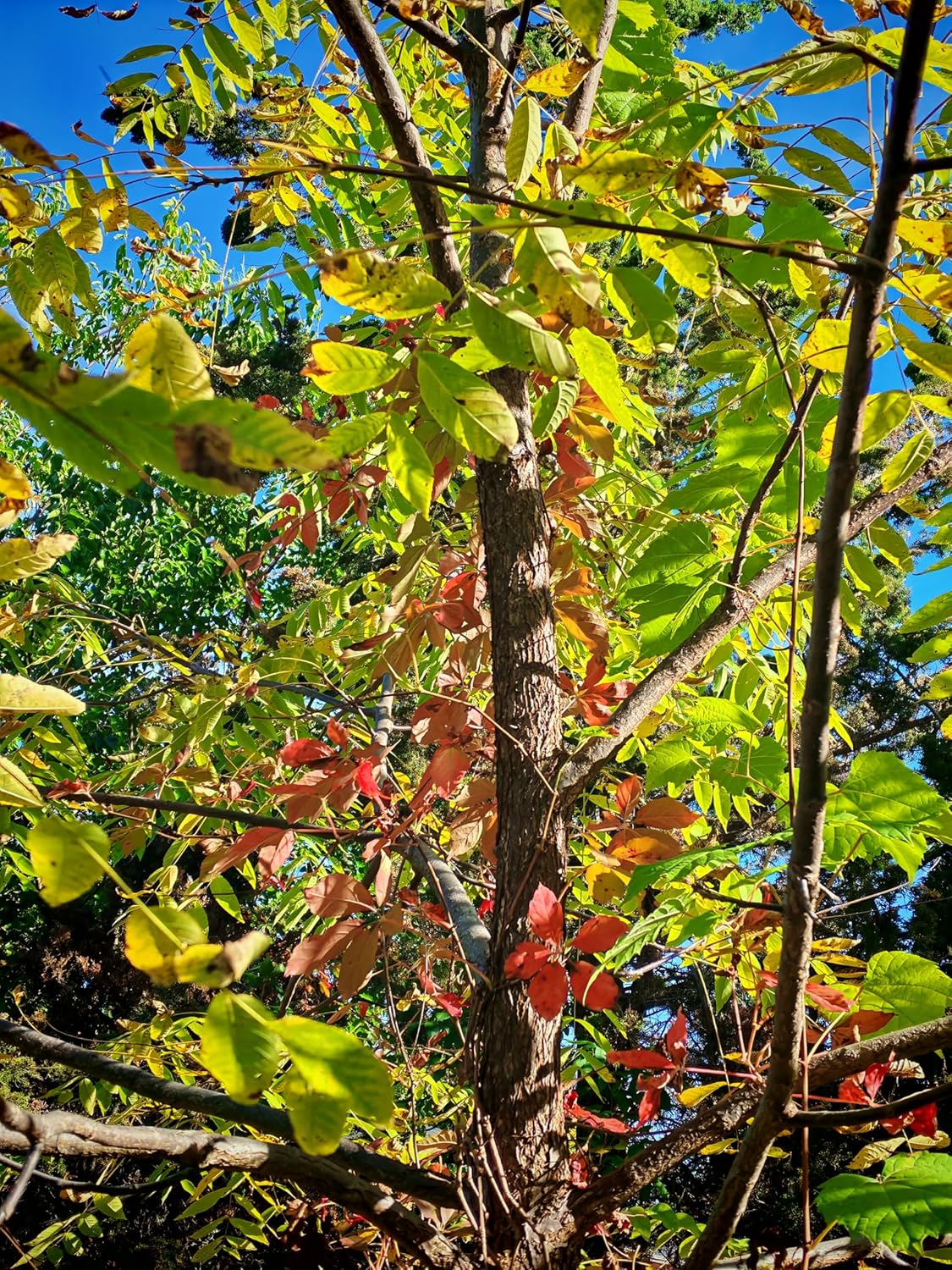 10 graines de vigne vierge Parthenocissus inserta Chèvrefeuille, vigne grimpante indigène du Canada