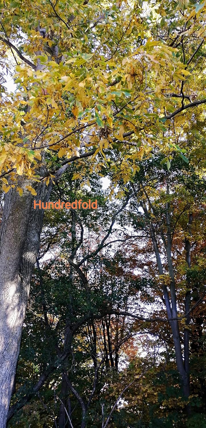 Bitternut Hickory Tree Seeds – 50 Fresh Nuts Carya cordiformis Ontario Native Hickory for Reforestation, Parks, Farms, Large Properties, Firewood & Smoking Wood | Hundredfold