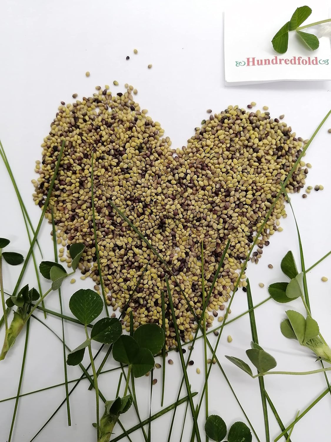 Trèfle rouge à double coupe centuple 2 lb de graines - Trifolium Pretense Medium Red Clover, amélioration de la pelouse ou alternative à la pelouse, pour le foin, les pâturages et l'amélioration du sol