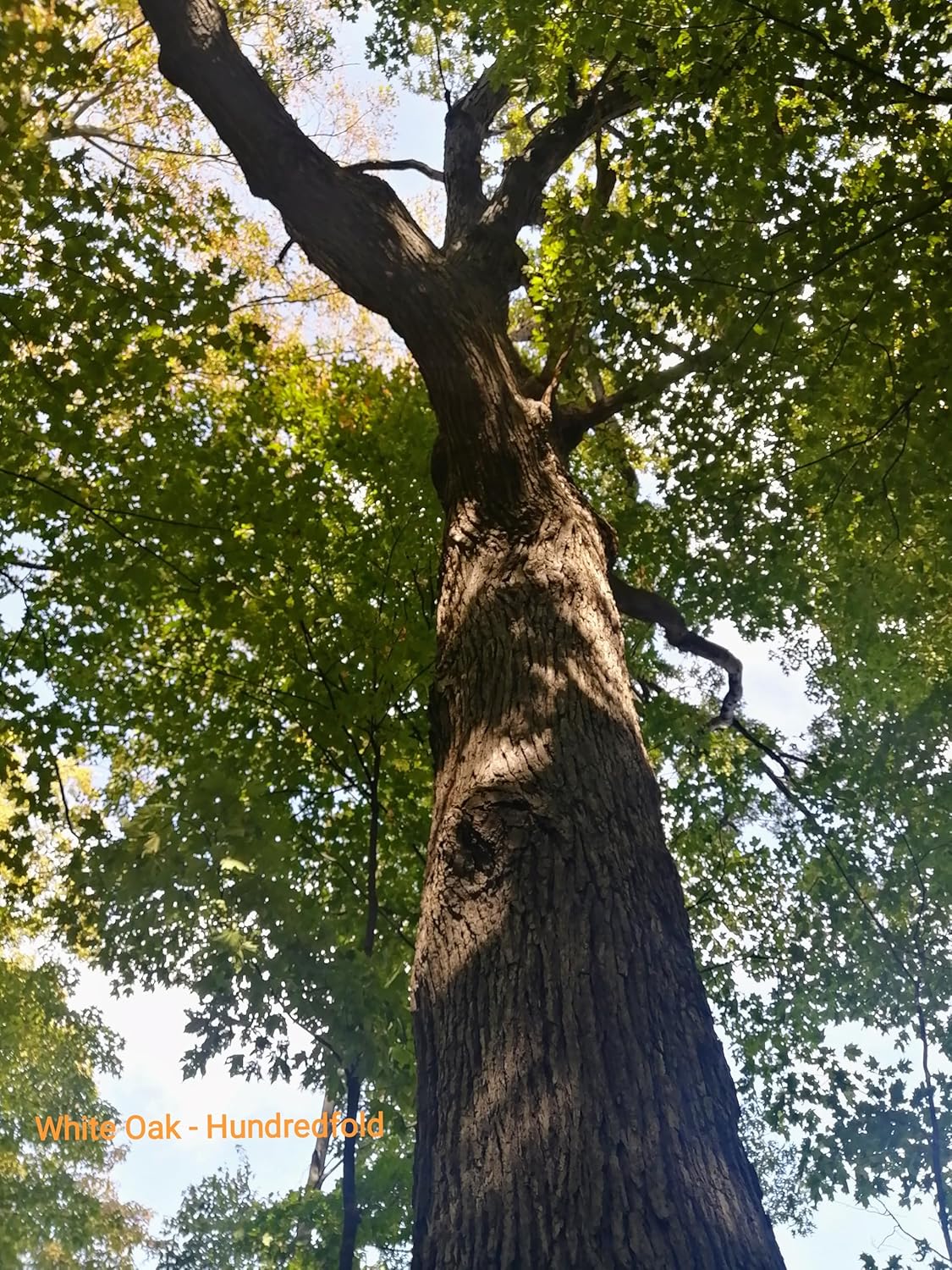 Chêne blanc 3 graines - Quercus alba Arbre indigène du Canada, noix de gland sucrées, très recherché par les cerfs de Virginie, excellent pour les parcelles alimentaires et les forêts nourricières