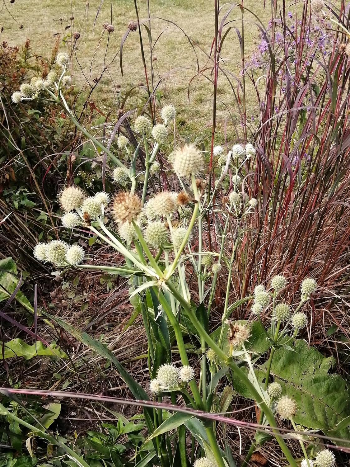 Hundredfold Rattlesnake Master 500 Flower Seeds - Eryngium yuccifolium Canada Native Perennial Forb Beargrass, Button Sankeroot, Button Eryngo