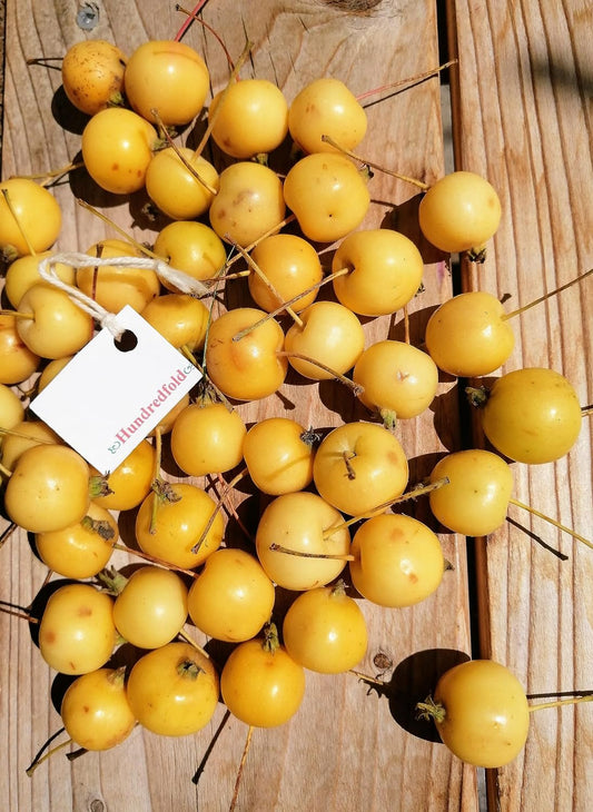 Wild Crabapple 10 Seeds by Hundredfold - Non-GMO Malus Flowering Crab Apple Fruit Tree, Specimen Plant, Attract Birds