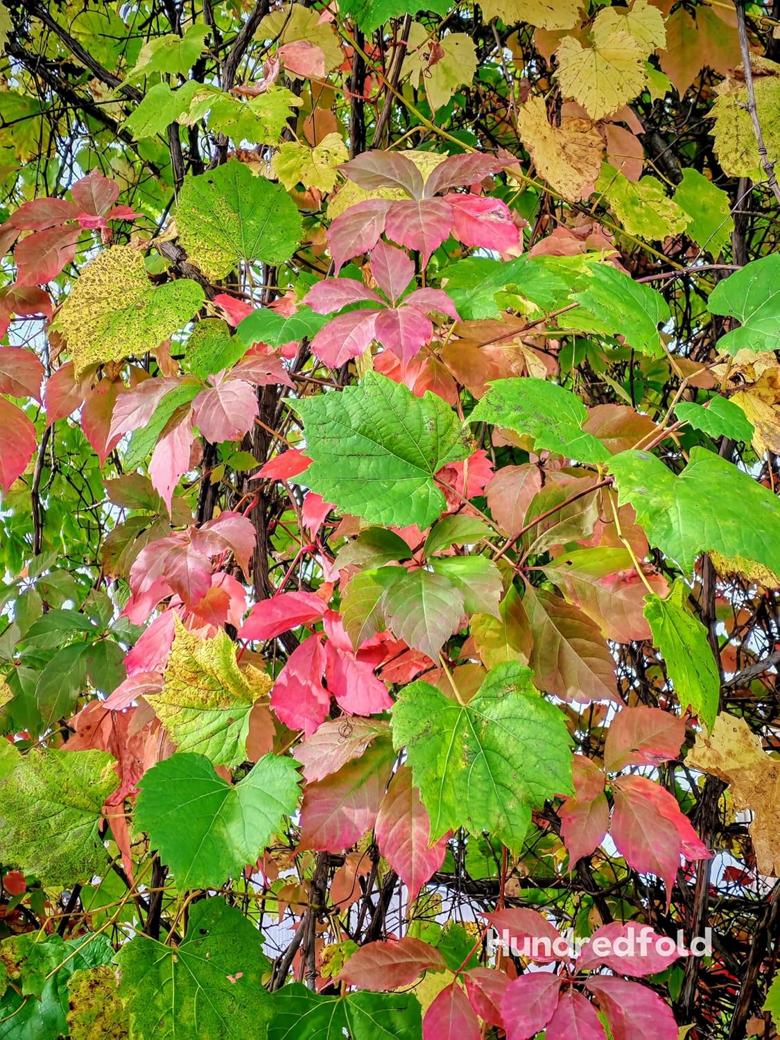 10 graines de vigne vierge Parthenocissus inserta Chèvrefeuille, vigne grimpante indigène du Canada
