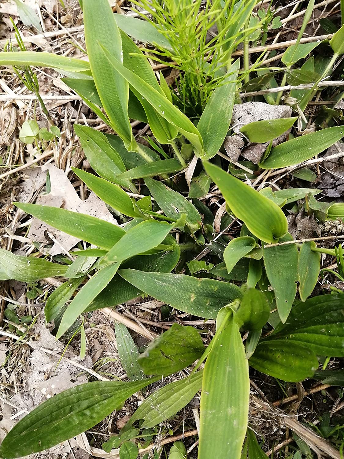 Herbe à langue de cerf 500 graines, Dichanthelium clandestinum, herbe indigène de l'Ontario, excellente pour la couverture du sol, la restauration et le contrôle de l'érosion