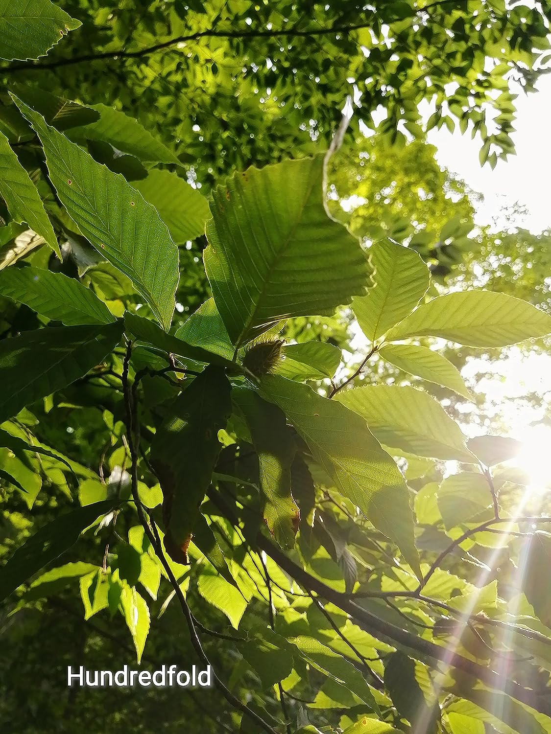 Hundredfold American Beech 5 Seeds - Fagus grandifolia Canada Native Nut Tree Red Beech, Love-lived Shade Tree with Edible Nuts