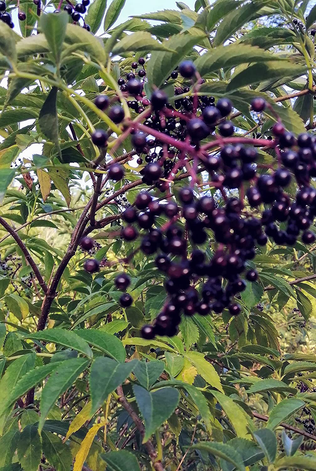 Sureau américain centuple 1 petite bouture - Sambucus Canadensis Sureau commun indigène du Canada, produisant des fleurs de sureau blanches et des baies violet foncé