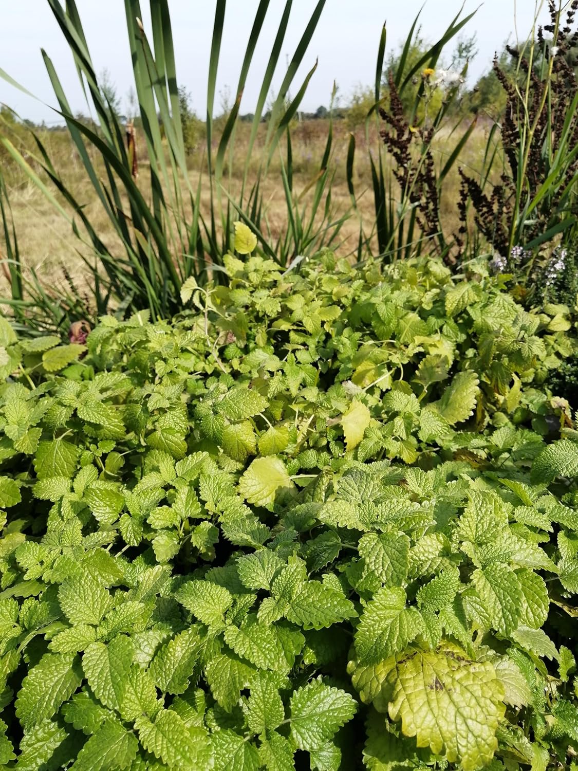 Hundredfold Lemon Balm Herb 1000 Seeds - Melissa officinalis for Aromatic Mint Tea