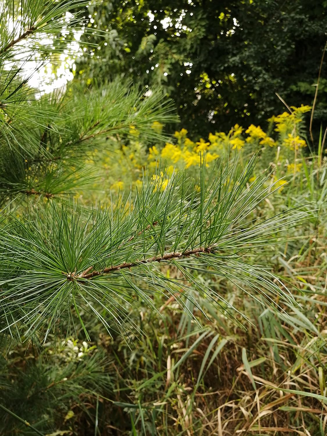 Combo de semences indigènes de la petite forêt de l'est du Canada au centuple - Microforêt comestible d'érable, de chêne et de pin qui couvre 100 mètres carrés (m2)