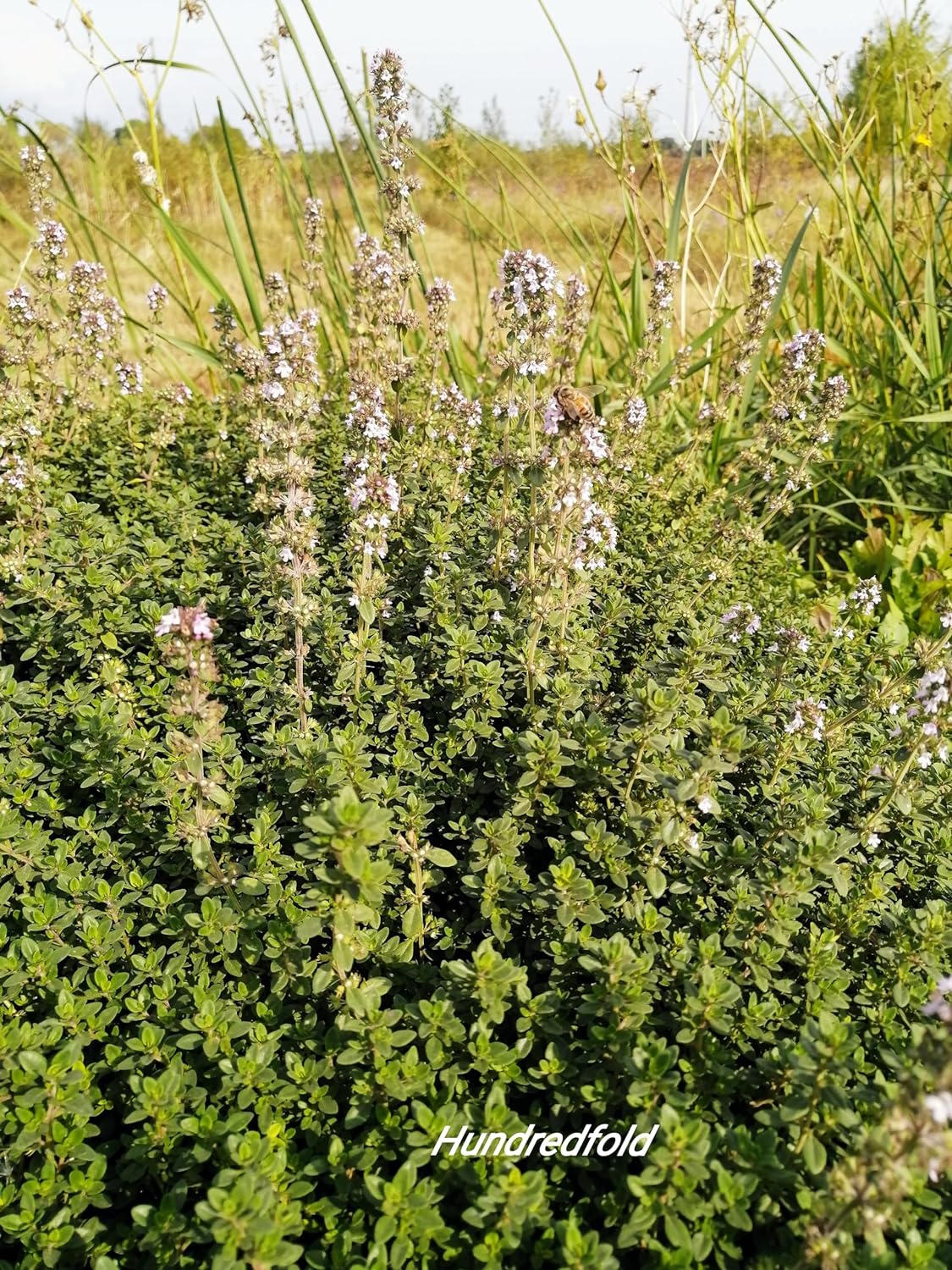 Thym allemand centuple 1000 graines d'herbes aromatiques - Thym commun, Thymus vulgaris, sans OGM pour conteneur de jardin et de terrasse