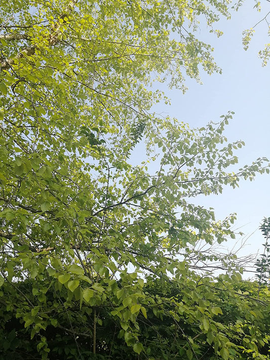 Hundredfold 50 River Birch Seeds - Betula nigra American Native Birch, Red Birch, Water Birch, Native Tree in Canada and USA, Excellent for Landscaping and Reforestation