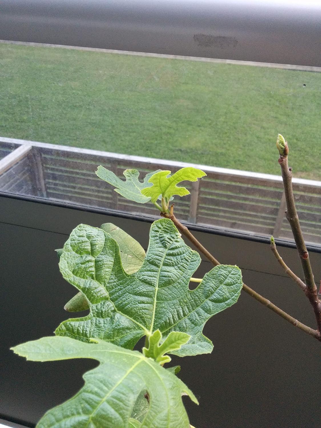Plante vivante de figue de Chicago centuple rustique à planter – Petite plante à racines nues, fruit sucré, plante d'extérieur ou d'intérieur, résistante au froid