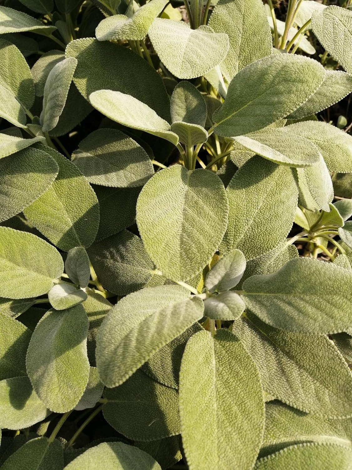 Sauge à feuilles larges centuples 100 graines d'herbes - Salvia officinalis Sauge de jardin non OGM, sauge commune