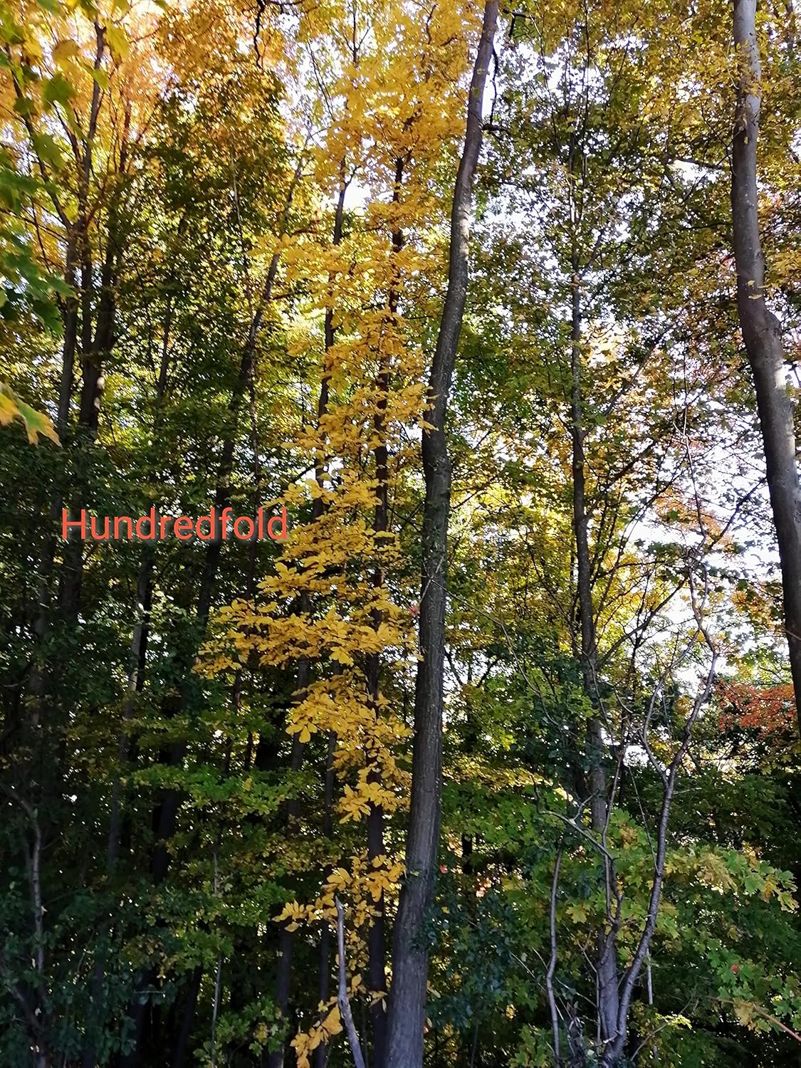 Bitternut Hickory Tree Seeds – 50 Fresh Nuts Carya cordiformis Ontario Native Hickory for Reforestation, Parks, Farms, Large Properties, Firewood & Smoking Wood | Hundredfold